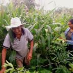 agricultura en el municipio Girardot